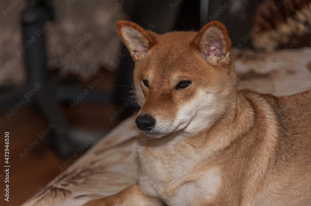 Portrait of a young Shiba Inu dog