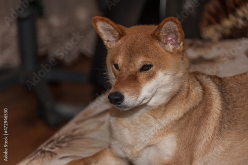 Portrait of a young Shiba Inu dog