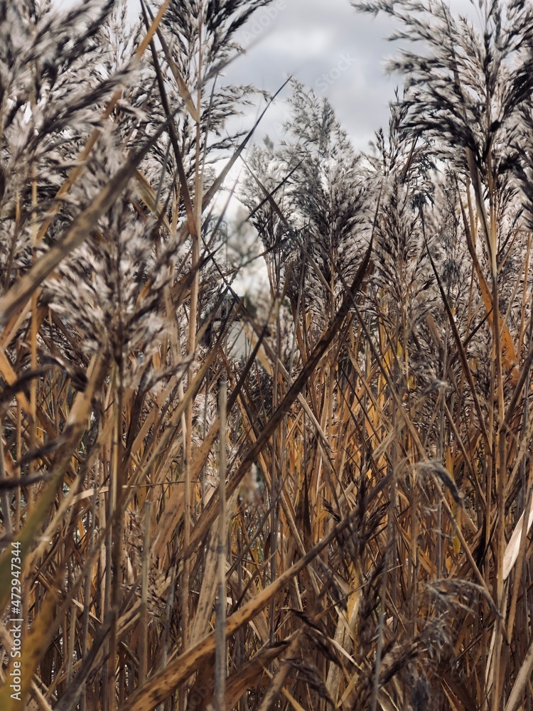 Fototapeta premium trees in the snow