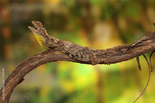A flying dragon (Draco volans) is sunbathing on a vine branch before starting its daily activities.