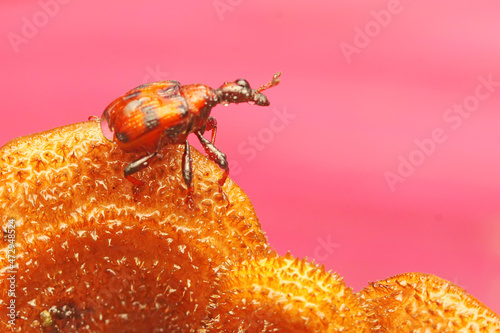 A giraffe weevil is looking for food on a fungus growing on rotting wood. This insect has the scientific name Apoderus tranquebaricus.  photo