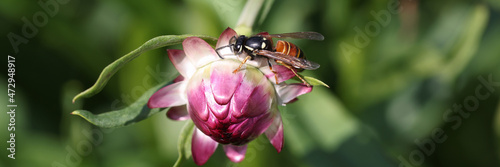 Bee insect sitting on pink immortelle flower bud closeup background photo