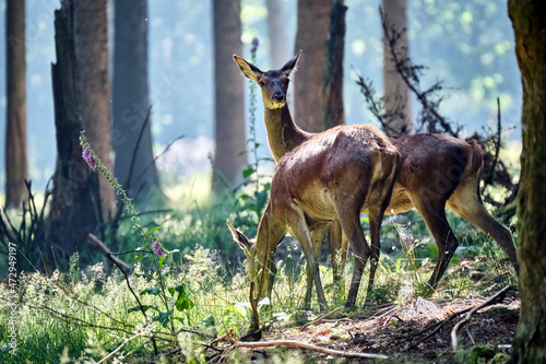 Fototapeta Naklejka Na Ścianę i Meble -  Rotwild ( Cervus elaphus ).
