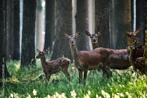 Fototapeta Naklejka Na Ścianę i Meble -  Rotwild ( Cervus elaphus ).
