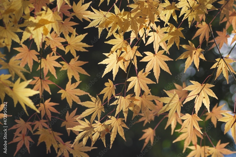Fototapeta premium 紅葉したもみじ