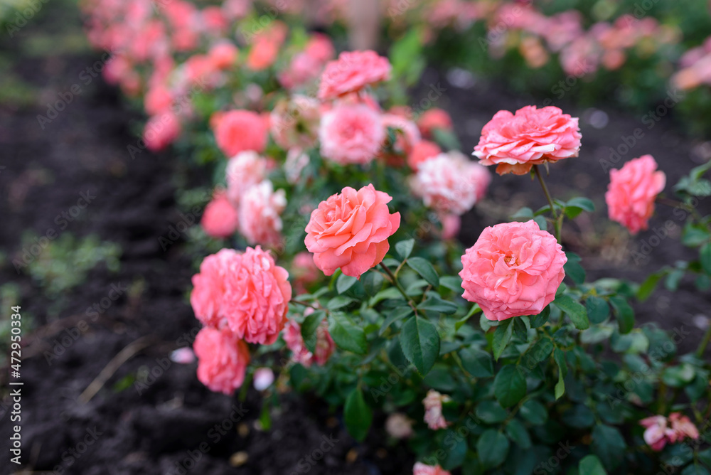 Pink garden roses are blooming. Spring season. Beautiful flowers. Pink garden roses are blooming. Spring season. Beautiful flowers.