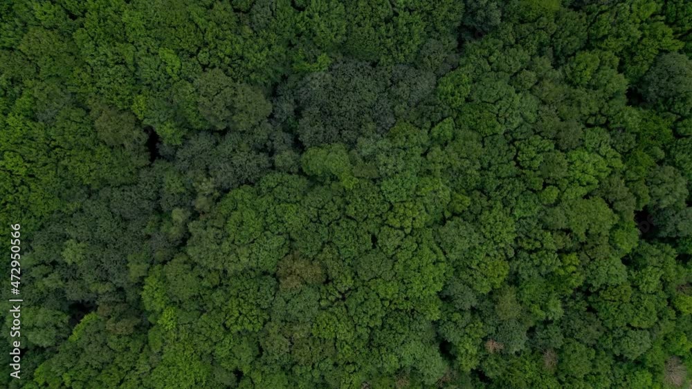 Top down view of summer leaves forest, fall woodland aerial shot. Drone fly over treetops. Colorful texture in nature. Top down view of summer leaves forest, fall woodland aerial shot. Drone fly over treetops. Colorful texture in nature.
