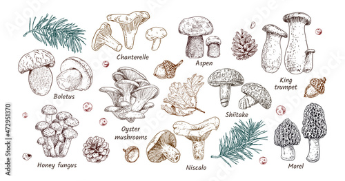 Hand drawn edible mushrooms collection. Autumn design. Vector illustration. Boletus, Chanterelle, Aspen, Honey fungus, Morel, Oyster mushrooms, King trumpet, Shiitake, Niscalo.