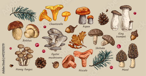 Hand drawn edible mushrooms collection. Autumn design. Vector illustration. Boletus, Chanterelle, Aspen, Honey fungus, Morel, Oyster mushrooms, King trumpet, Shiitake, Niscalo.