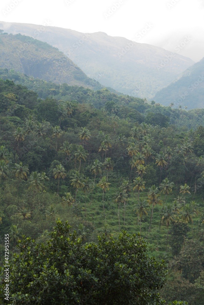 hillside with coconut plantation