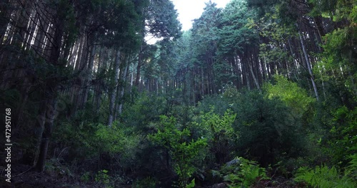 Cedar trees in the forest in the mountain photo