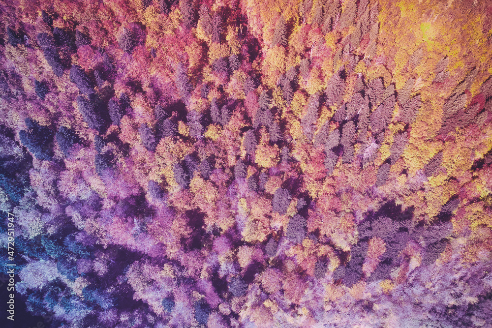 Top view of the colorful forest on a mountain slope in autumn. Gradient color