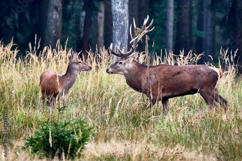 Fototapeta Naklejka Na Ścianę i Meble -  Rotwild ( Cervus elaphus ) 