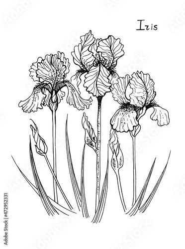 graphic drawing of an iris flower