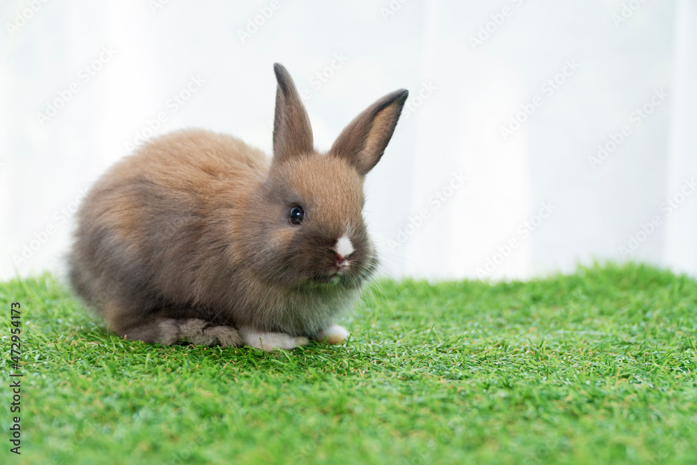 Adorable little furry brown, white baby rabbit standing on green grass with light while watching something over white background. Easter animal bunny concept. Adorable little furry brown, white baby rabbit standing on green grass with light while watching something over white background. Easter animal bunny concept.