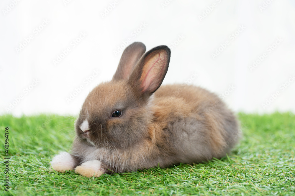 Easter animal bunny concept. Adorable little furry brown, white baby rabbit standing on green grass with light while watching something over white background