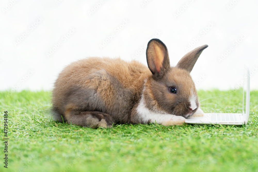Newborn tiny brown white bunny with small laptop sitting on the green grass. Lovely baby rabbit looking at notebook on lawn white background. Easter fluffy rodent concept Newborn tiny brown white bunny with small laptop sitting on the green grass. Lovely baby rabbit looking at notebook on lawn white background. Easter fluffy rodent concept