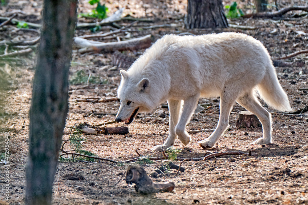 Polarwolf , Weißwolf oder arktischer Wolf ( Canis lupus arctos ). Polarwolf , Weißwolf oder arktischer Wolf ( Canis lupus arctos ).