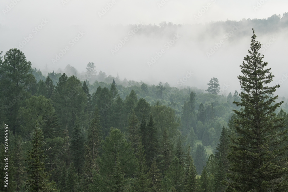 Mountain taiga, a wild place in Siberia. Coniferous forest, morning fog.