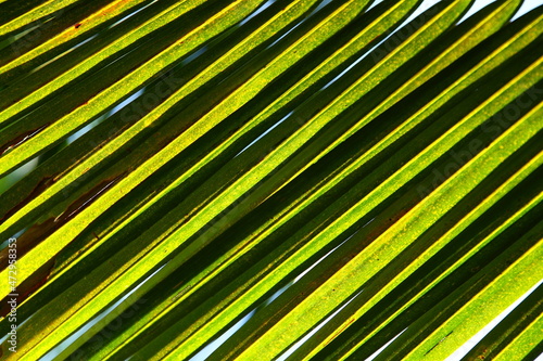 Coconut tree leaves, natural nature abstract backgrounds.