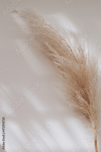 Pampas grass on a white surface for minimalism