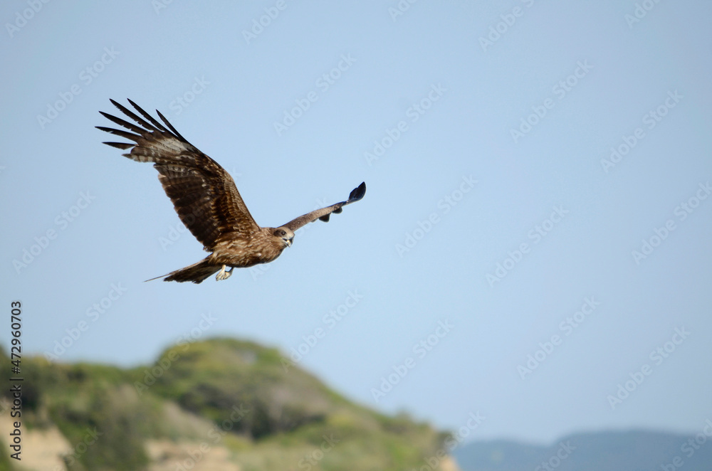 Obraz premium 青空と鳶