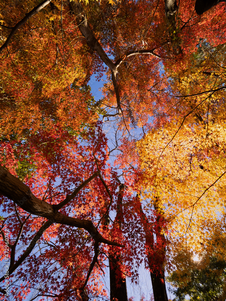 紅葉したカエデの木 紅葉したカエデの木