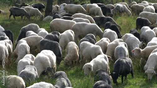 Flock of Sheep on Pasture Meadow at Sunset in Polish Mountains