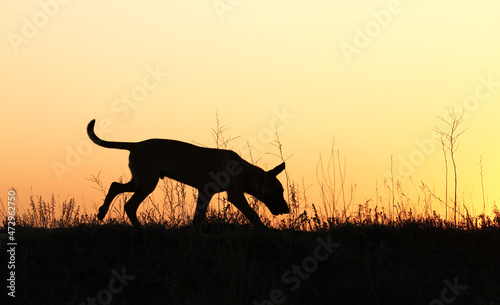 Silhouette of a Belgian Shepherd Malinois puppy running on a sunset background