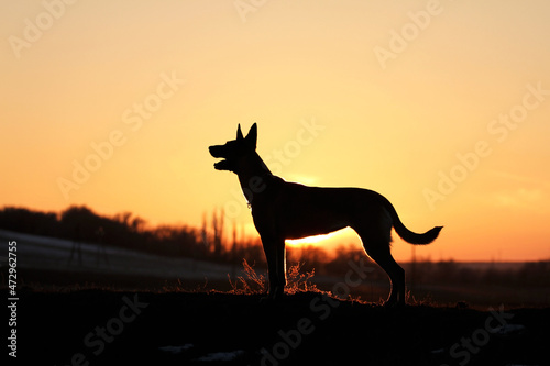 Silhouette of a dog Belgian Shepherd Malinois on a sunset background © Diana Badmaeva