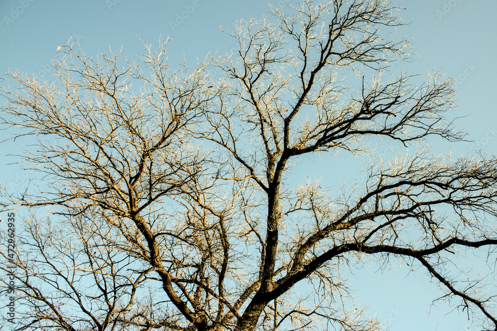 Ground view of a leafless tree against the blue sky.