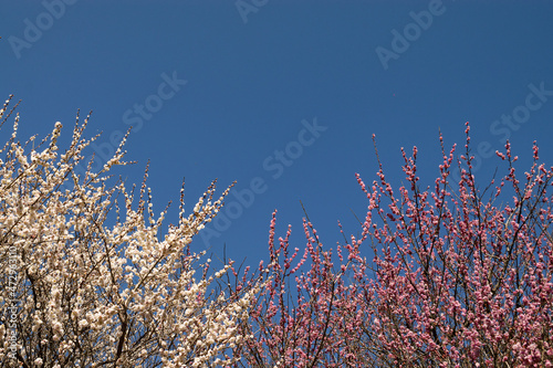 青空に映える春を知らせる紅白の梅の花