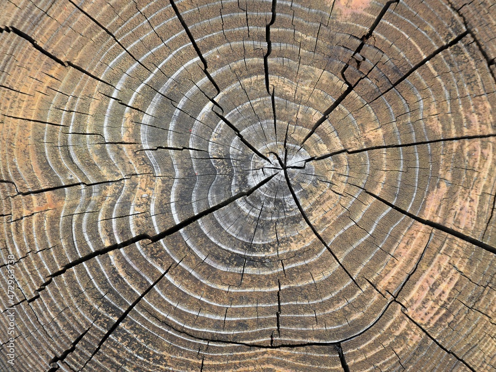 Fototapeta premium 切り株の断面のクローズアップ