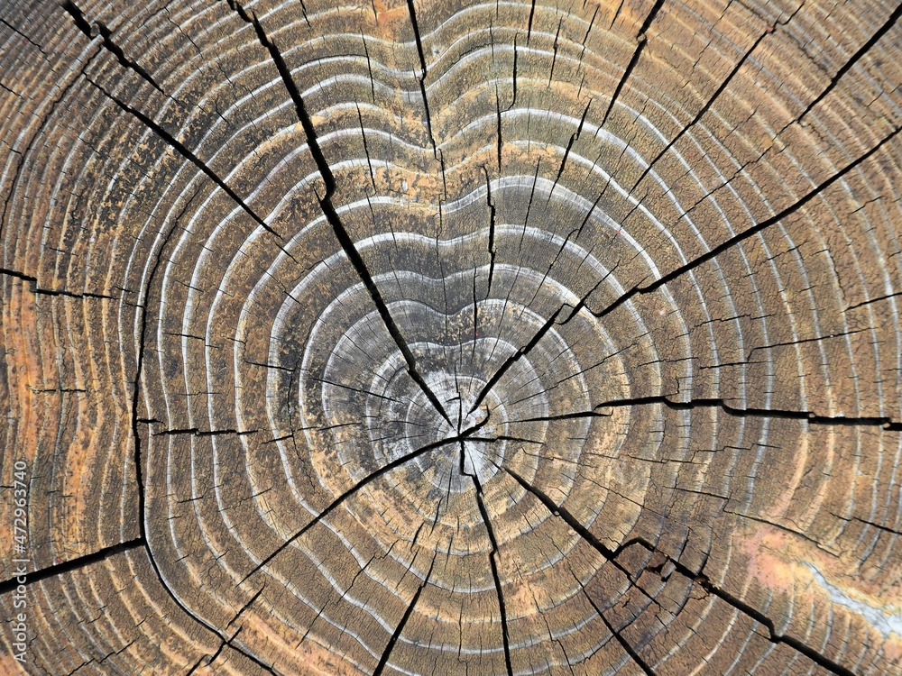 Fototapeta premium 切り株の断面のクローズアップ