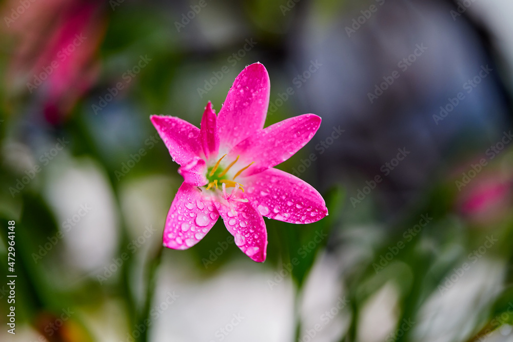 Close-up view of pink rain Lily or Zephyranthes grandiflora flower in bloom with water drops Close-up view of pink rain Lily or Zephyranthes grandiflora flower in bloom with water drops