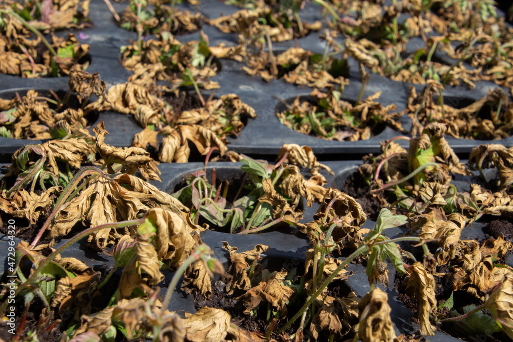 Dead dry plants in a propagator tray with focus on foreground Dead dry plants in a propagator tray with focus on foreground