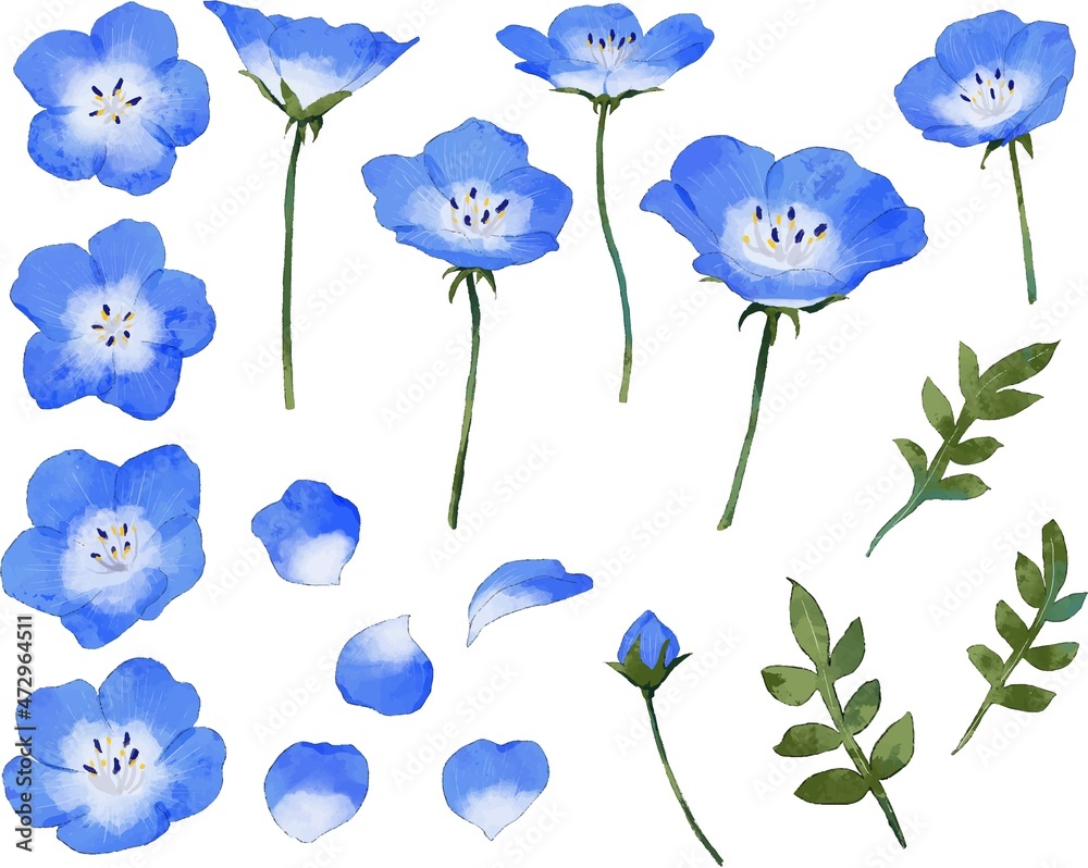 Obraz premium ネモフィラ 水彩風イラストセット