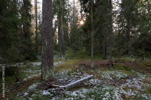 forest in sunny autumn day