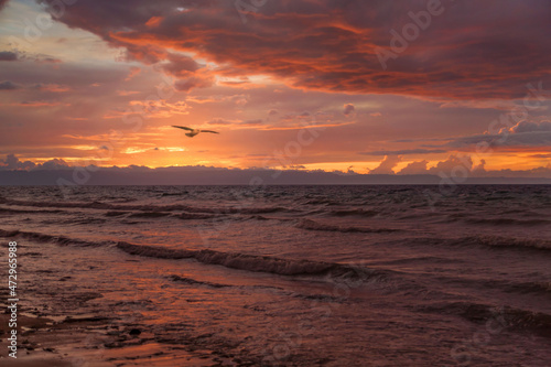 wavy sea in a beautiful sunset with a flying bird