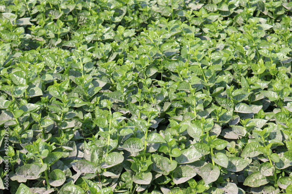 green colored malabar spinach farm on field
