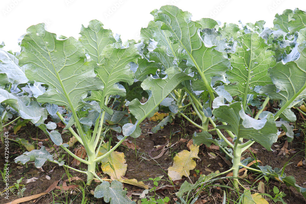 Naklejka premium green colored cauliflower farm on field