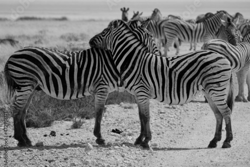 Two plains zebras hugging at Etosha national park  Namibia  Africa