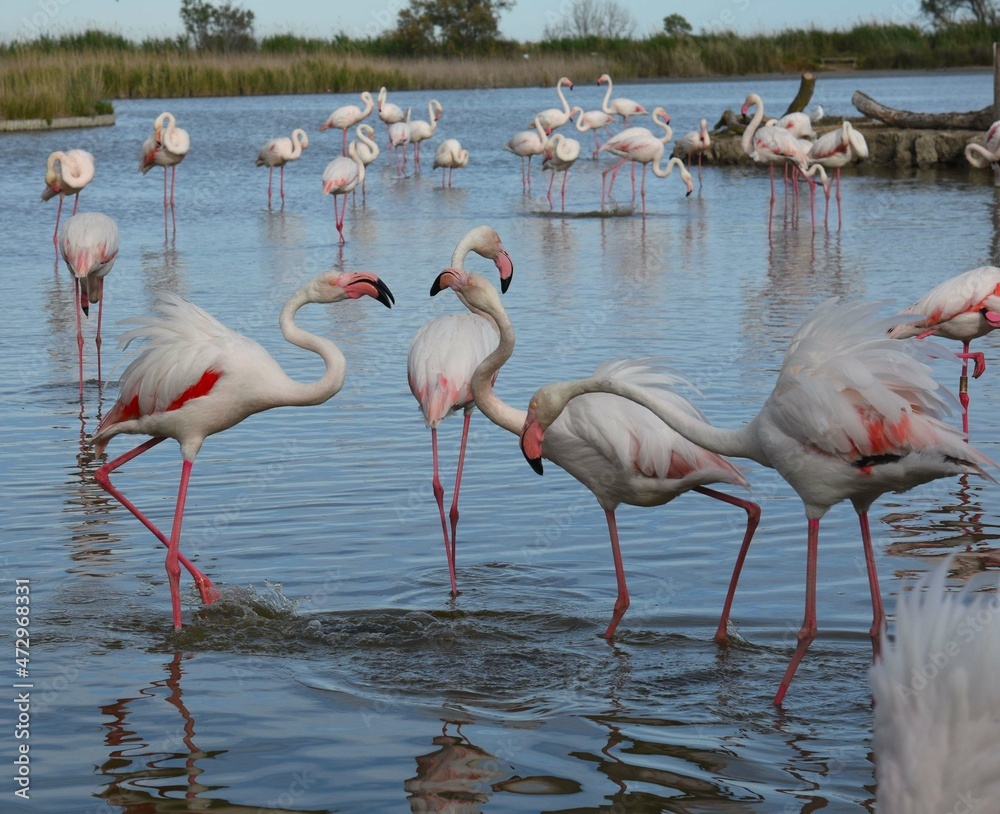 Pink flamingos, Phoenicopterus roseus, Flamants Roses. Camargue, France
