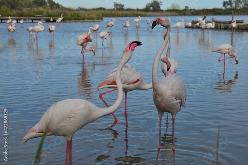 Pink flamingos  Phoenicopterus roseus  Flamants Roses. Camargue  France