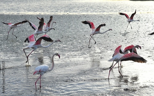 Pink flamingos, Phoenicopterus roseus, Flamants Roses. Camargue, France photo