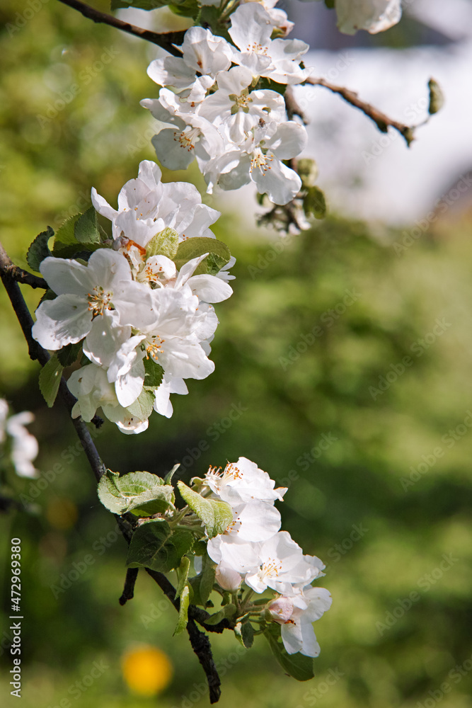 Fototapeta premium Blooming apple blossoms