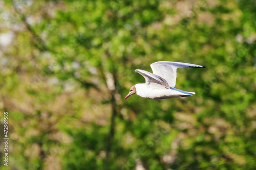 Seagull flying in the air with trees in the background.