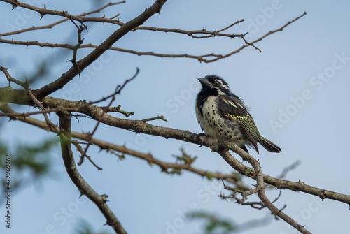Spot-flanked Barbet - Tricholaema lacrymosa, beautiful barbet from African forests and woodlands, Lake Mburo National Park, Uganda.