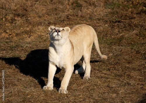 white lioness in the grass