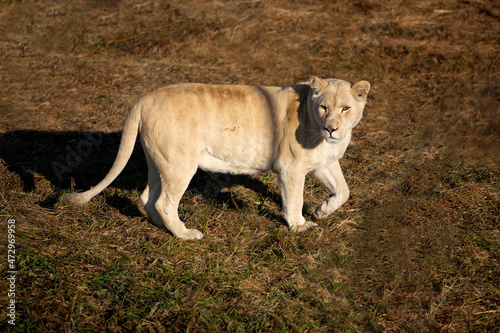 white lioness in the grass
